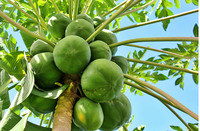 নতুন ওষুধ তৈরি হবে পেঁপে থেকে