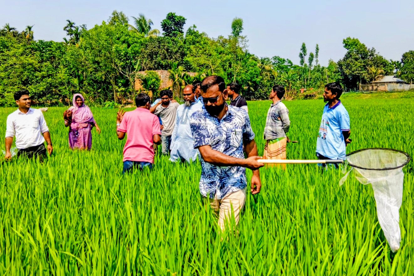 Potato export image showing many potatoes