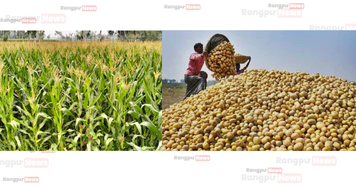 রংপুর অঞ্চলে লক্ষ্যমাত্রার চেয়ে বেশি আলু, ভুট্টা উৎপাদনে রেকর্ড